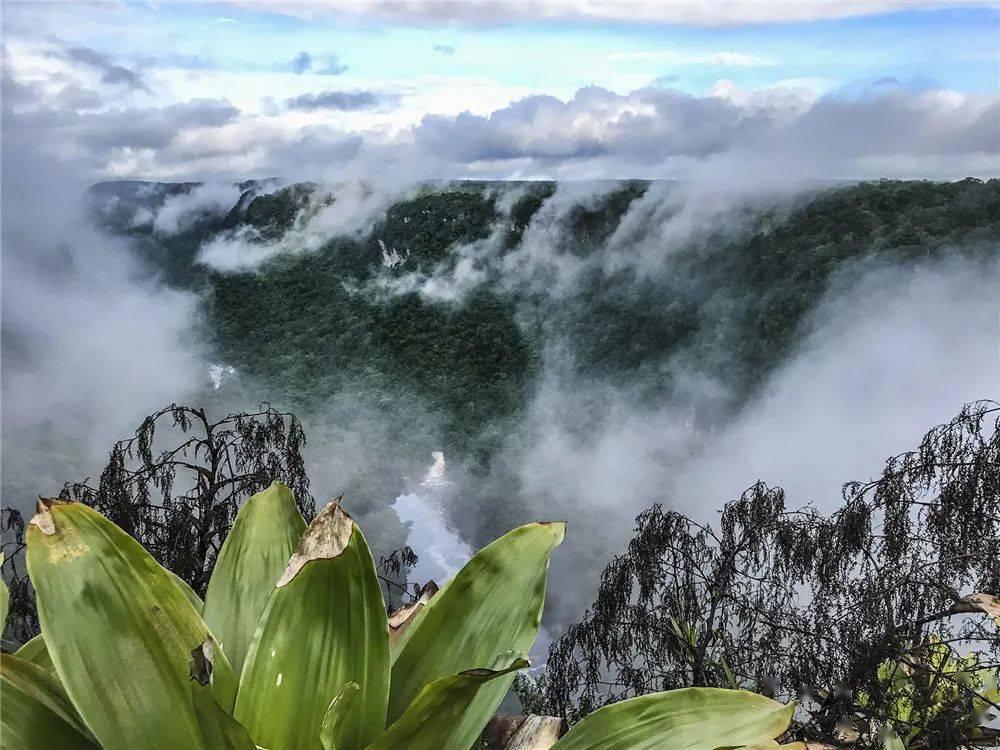 虫虫助手下载